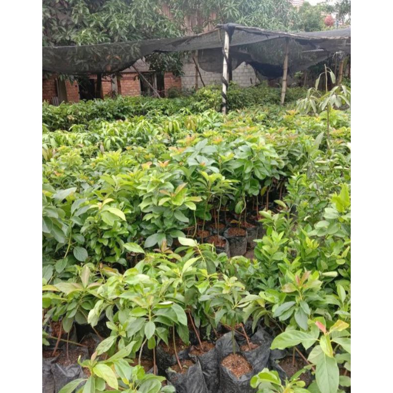 bibit alpukat mentega, Aligator dan siger