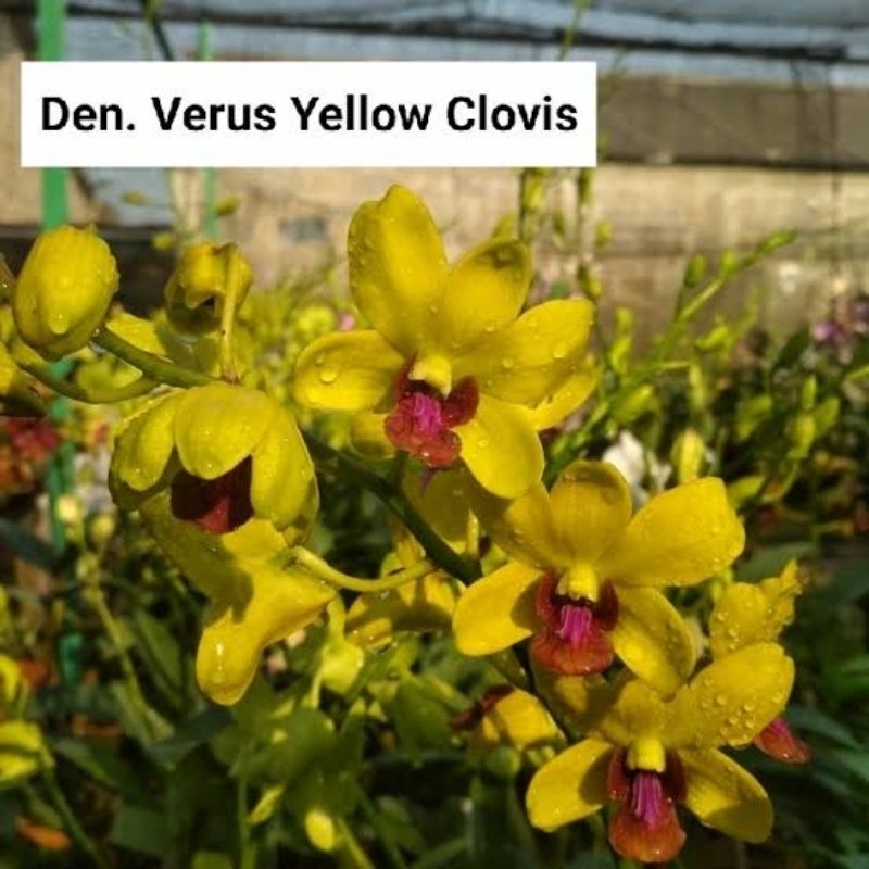 verus yellow veronia