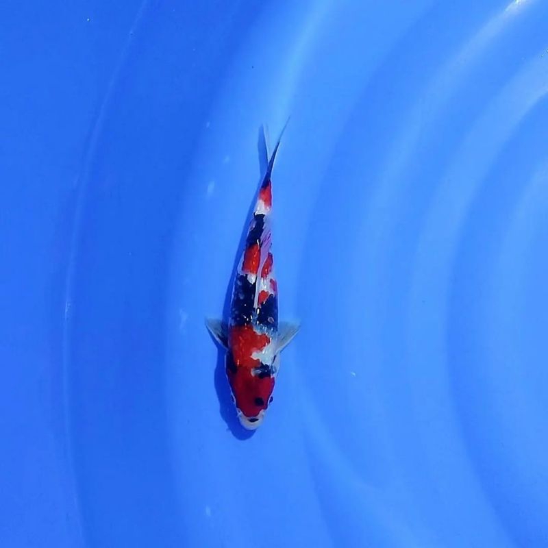 promo bibit koi showa