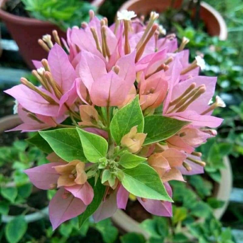 Bibit Tanaman Hias Bunga Bougenville Mikro Singapore Peach  Cantik Termurah