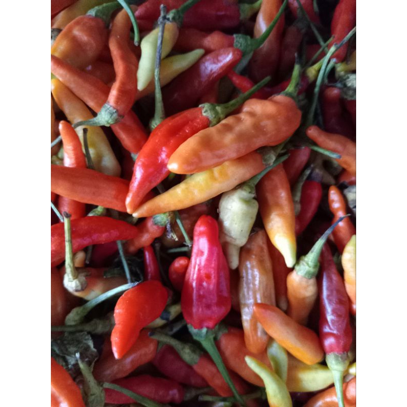 

Cabai Rawit 1 kg / Lombok Rawit