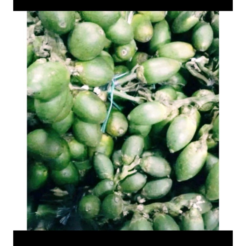 

pinang muda 1kg /penambah stamina /buah jebug