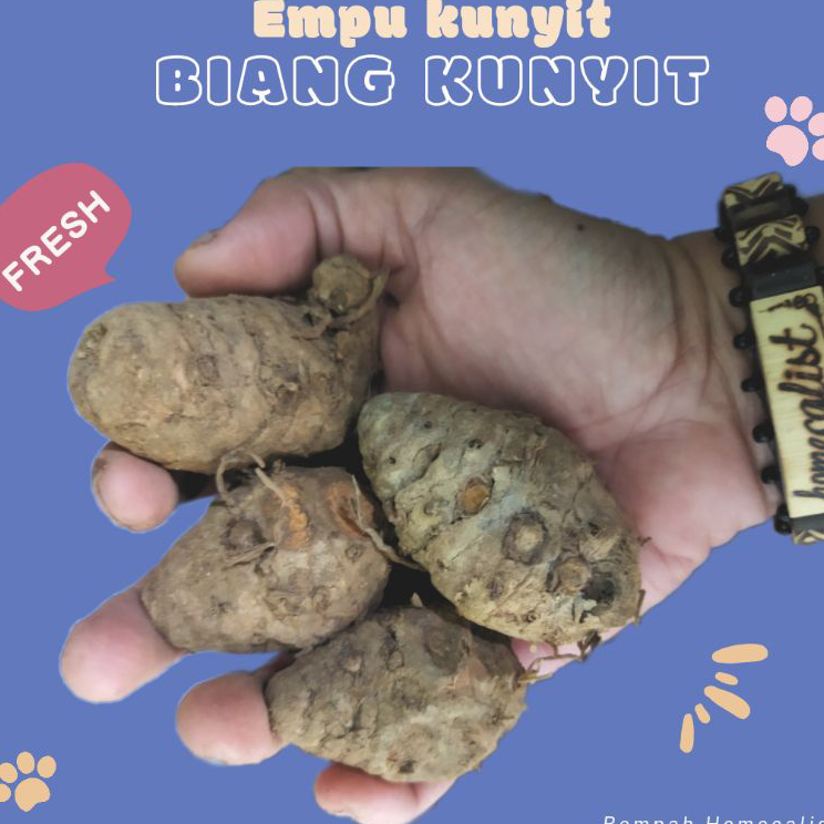 

Grosir Biang kunyit 1kg Biang Kunyit Segar / Empu Kunyit