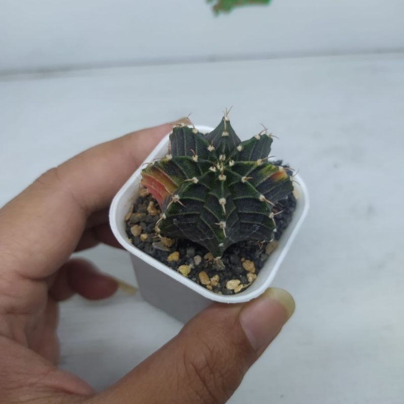 Kaktus LB hybrid varigata onroot