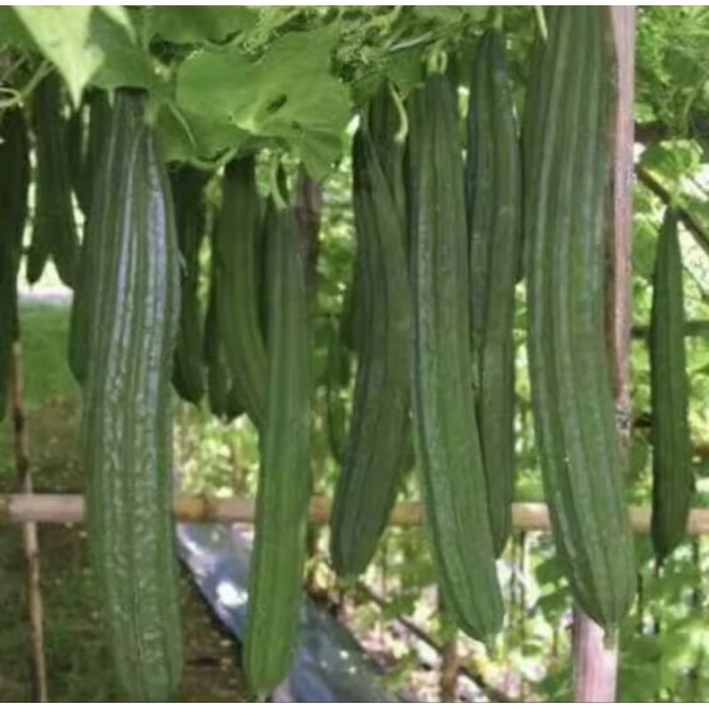 35 BENIH GAMBAS OYONG ANGGUN TAVI F1 TAHAN VIRUS GEMINI