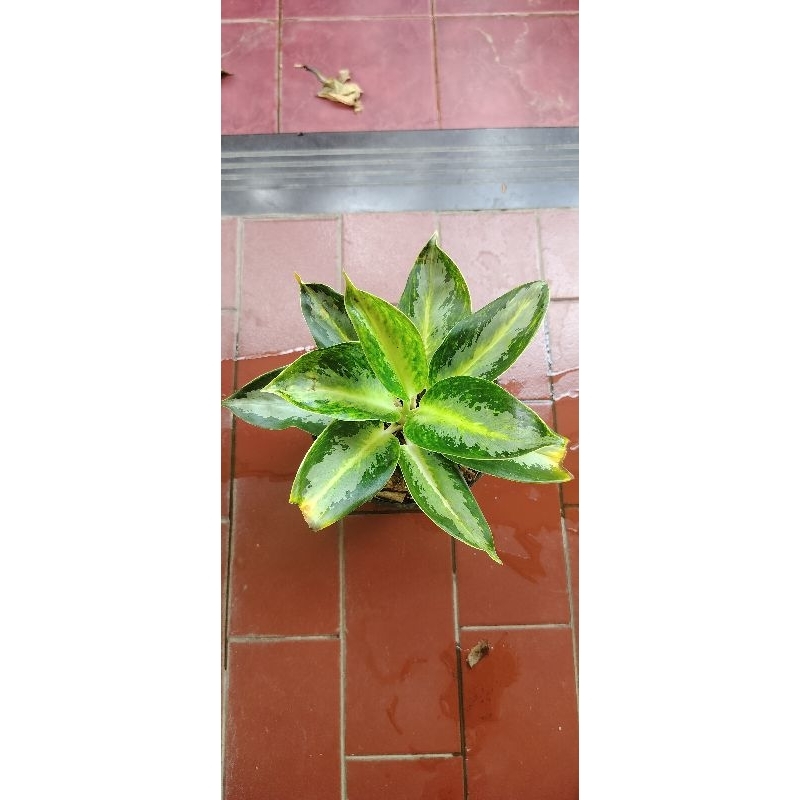 aglaonema green bowl