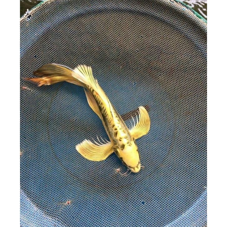New IKAN KOI METALIK SLAYER/KUMPAY PROGRES INDUKAN BERKUALITAS SIZE 17-20CM BERGARANSI.