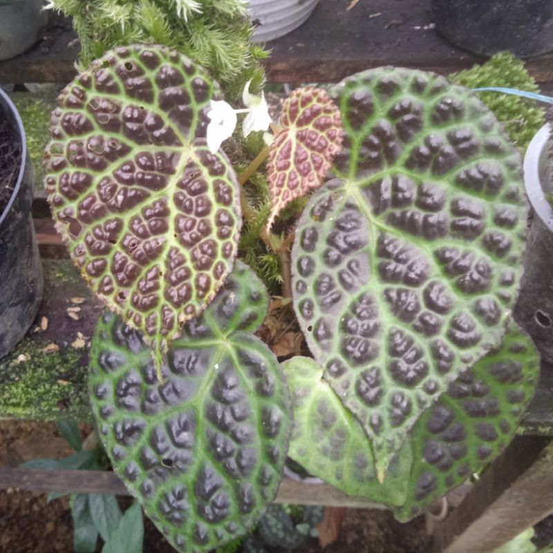 begonia isi 5 jenis