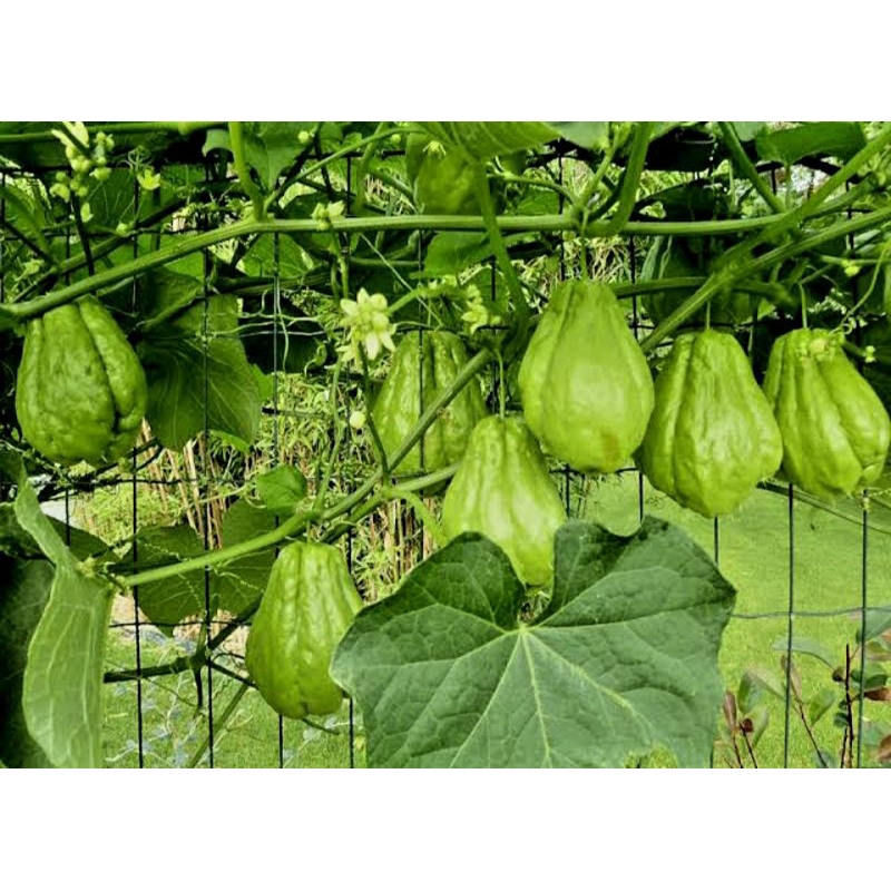 

Labu siam muda fresh@1kg