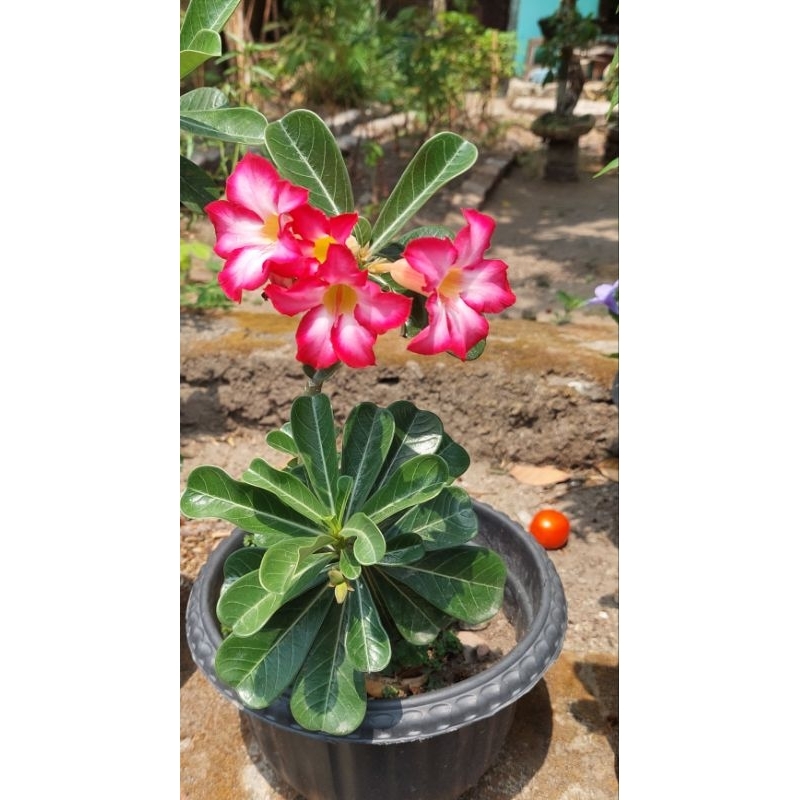 Tanaman Adenium Bonggol Besar