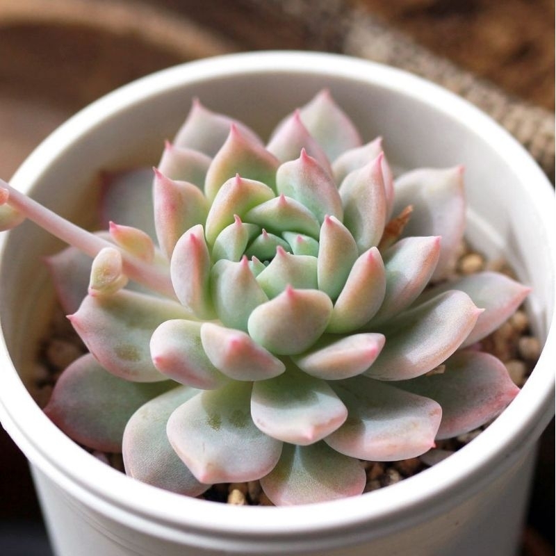 Sukulen Echeveria Prolifica Mutasi