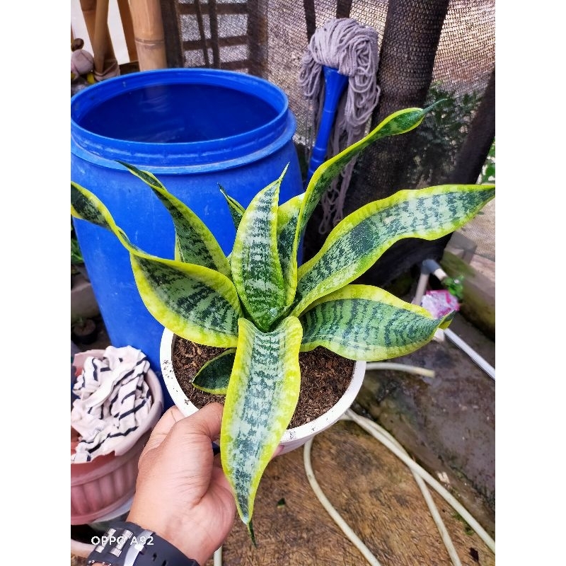 Sansevieria twister dewasa