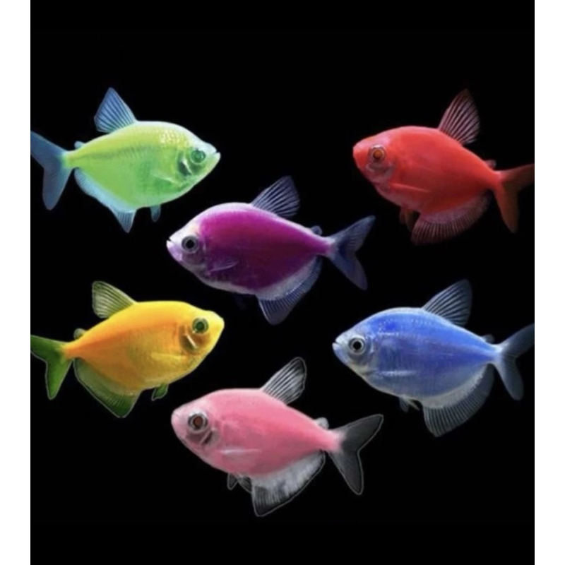 Ikan Glowfish Paket 50 Ekor Ikan Hias Aquarium Aquascape