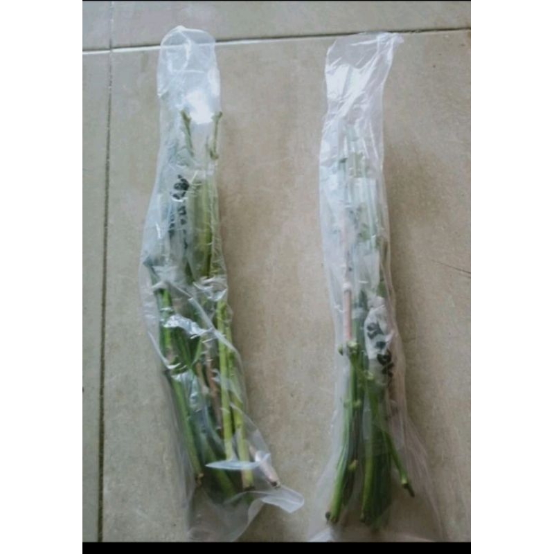 entres jambu air madu Deli hijau