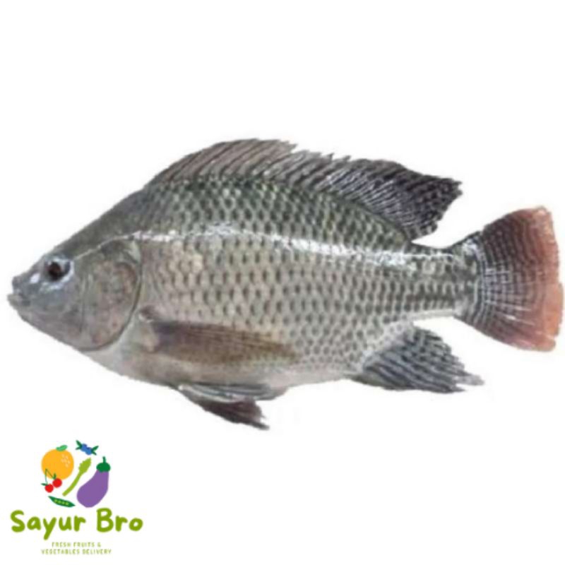 

Ikan Nila (500gr)