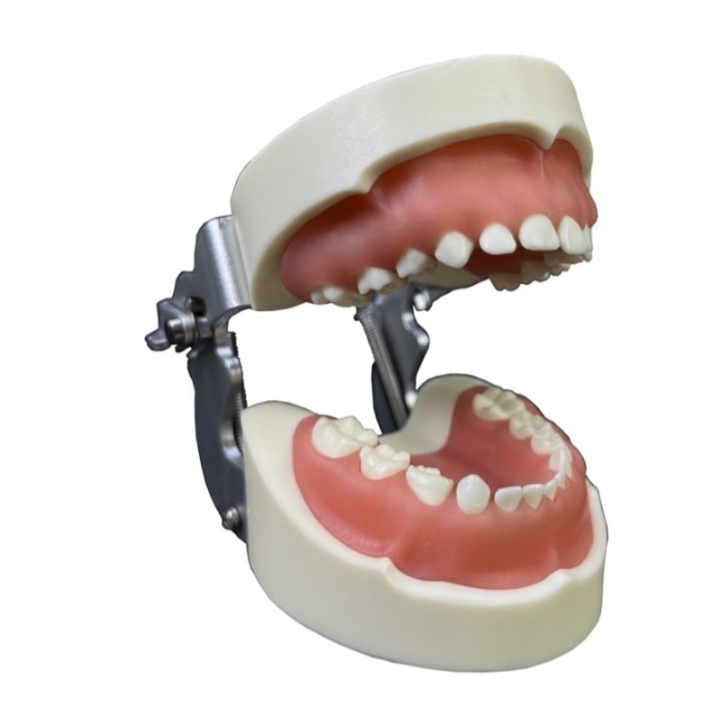 Dental Model Gigi Anak/ Gigi Sulung/ Deciduous Teeth Study Model/ Typodont