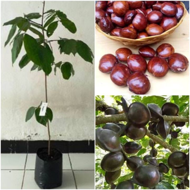 Pohon Jengkol | Cepat Berbuah | Berbuah Di Dalam Pot | Termurah