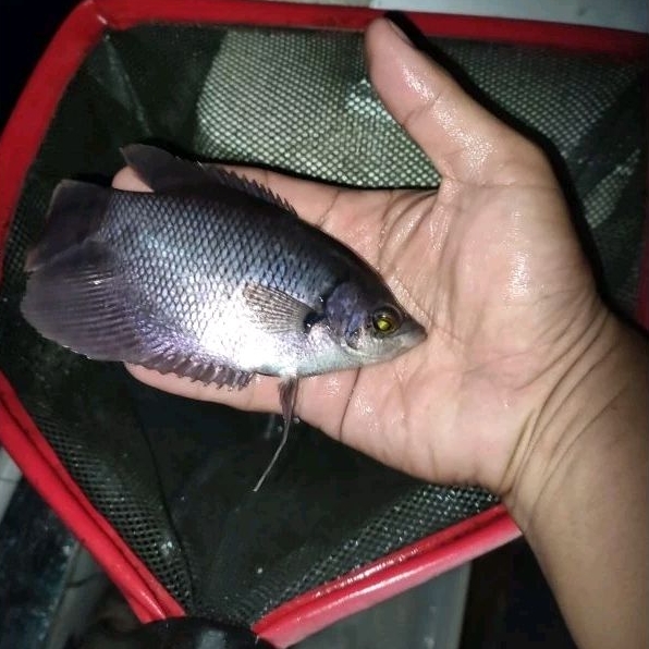 bibit ikan gurame soang 4 jari