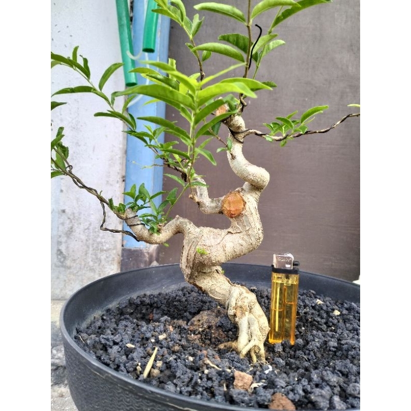 Bonsai anting putri mame