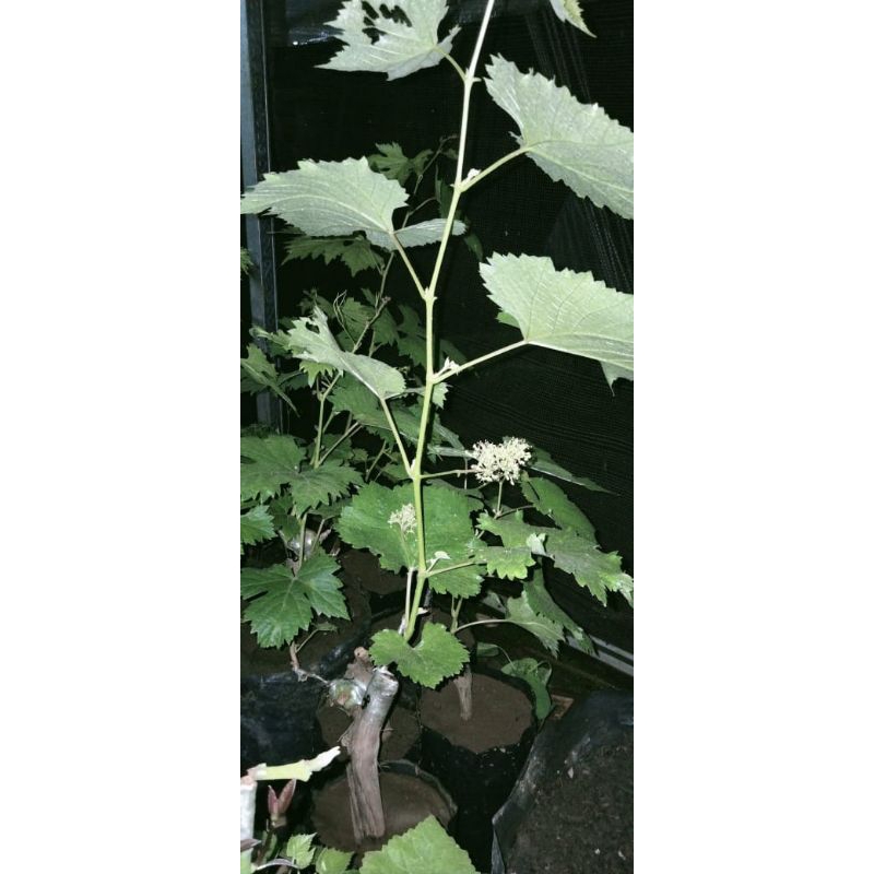 paket isi 3 bibit anggur import hasil grafting