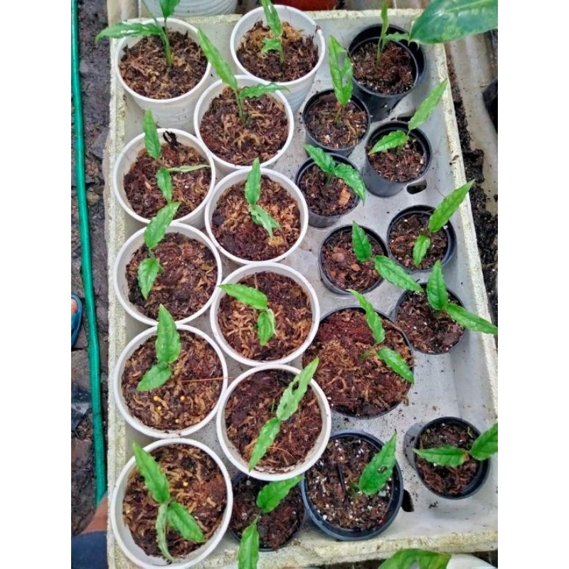 Monstera Obliqua / monstera obligqua / monstera obliqua (baby)