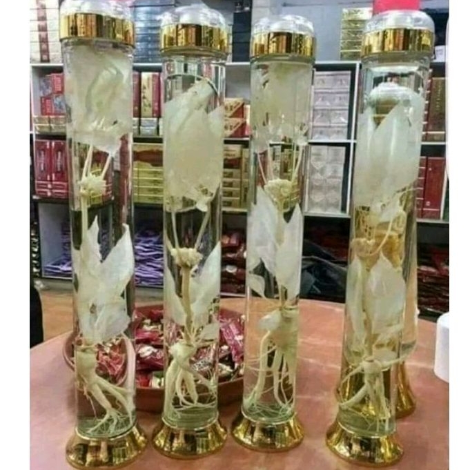 ginseng korea lengkap pohon