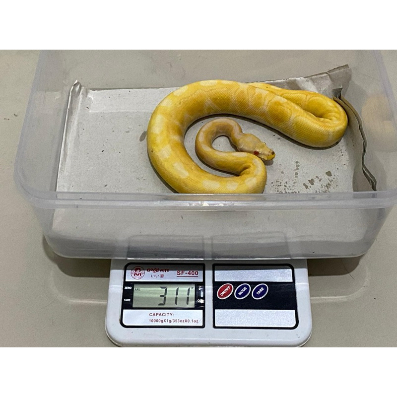 Ball Python Albino Pastel Enchi