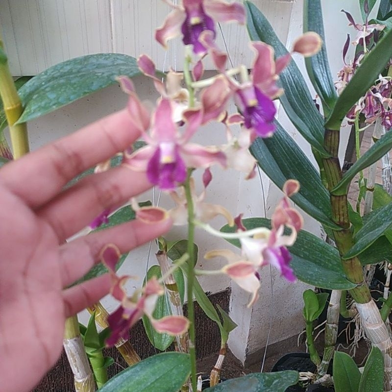 live berbunga dendrobium keriting
