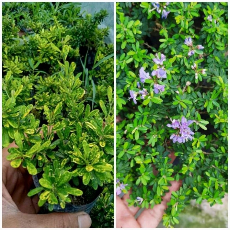 1 PAKET HEMAT Saeng simbur golden&mikro Original non cangkok