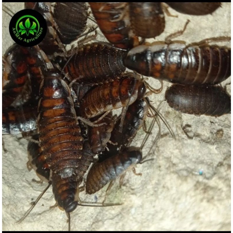 baby kecoa madagaskar madagascar hissing cockroach untuk pakan reptile ikan burung