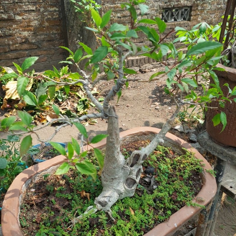 Tanaman Bonsai Kembang Sepatu