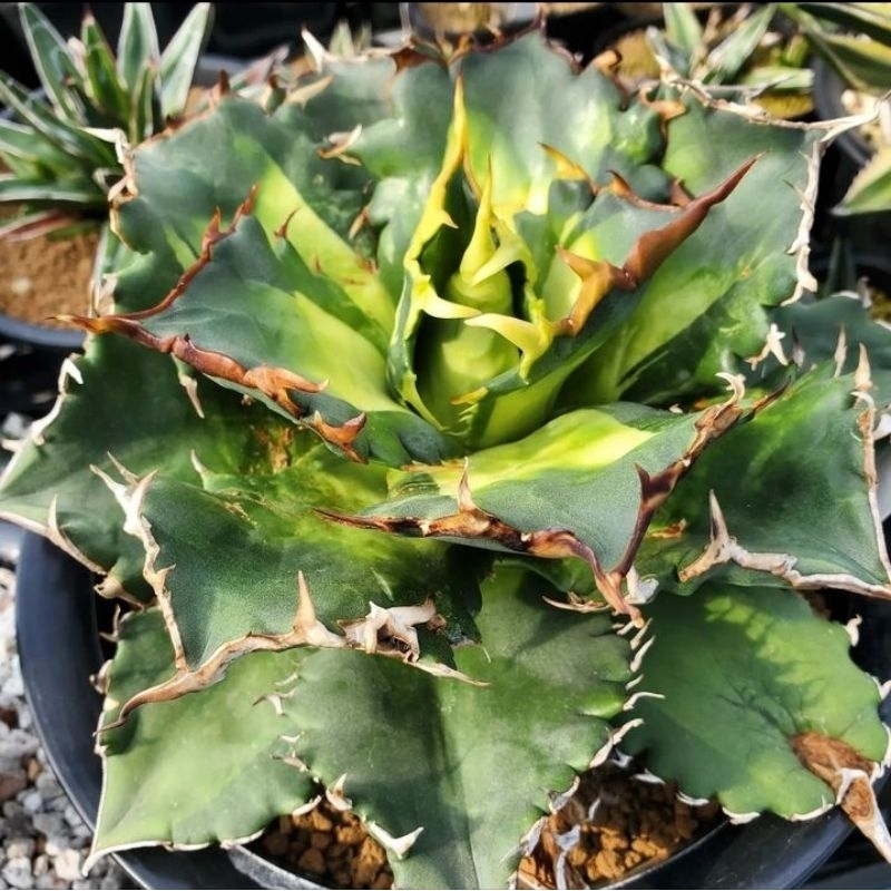 Agave titanota "Solar Eclipse"