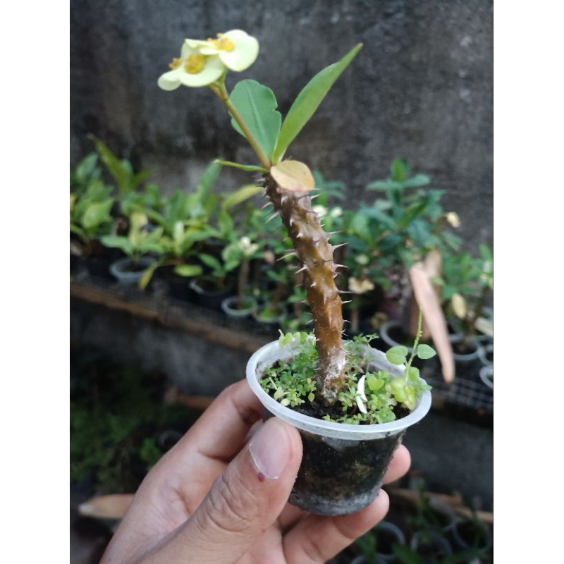 euphorbia (bunga kuning muda)