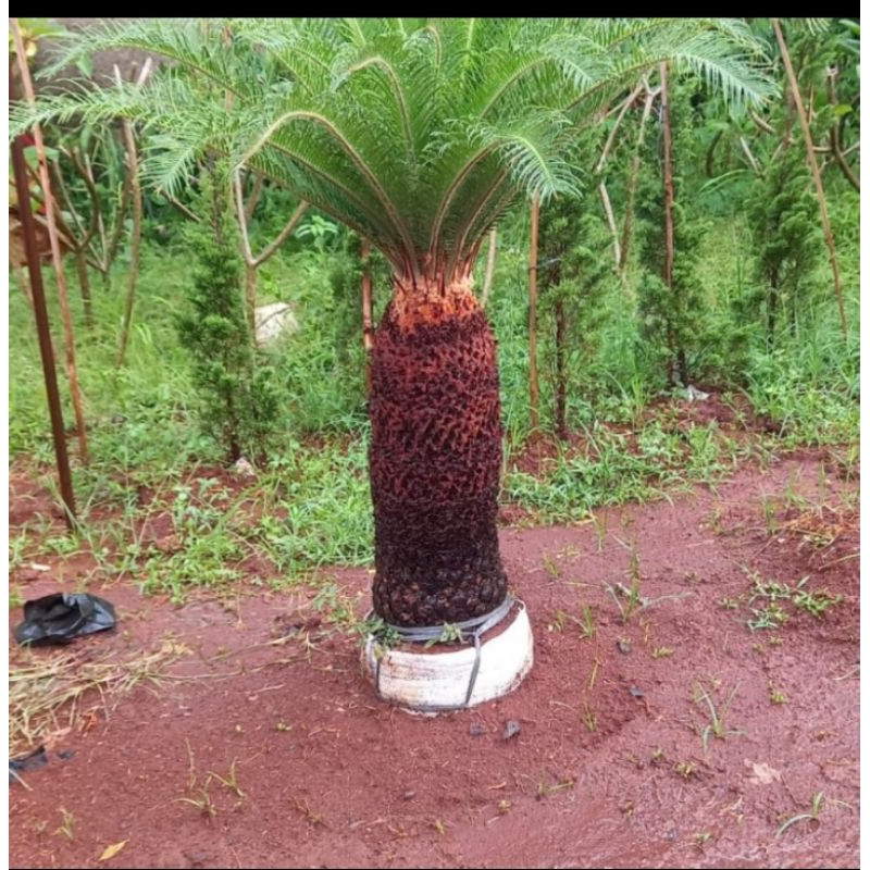 pohon palm sikas,palem sikas tinggi 50-60 cm
