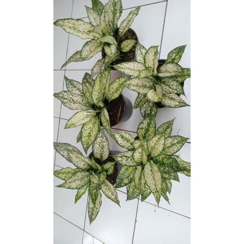 aglonema siam paragon