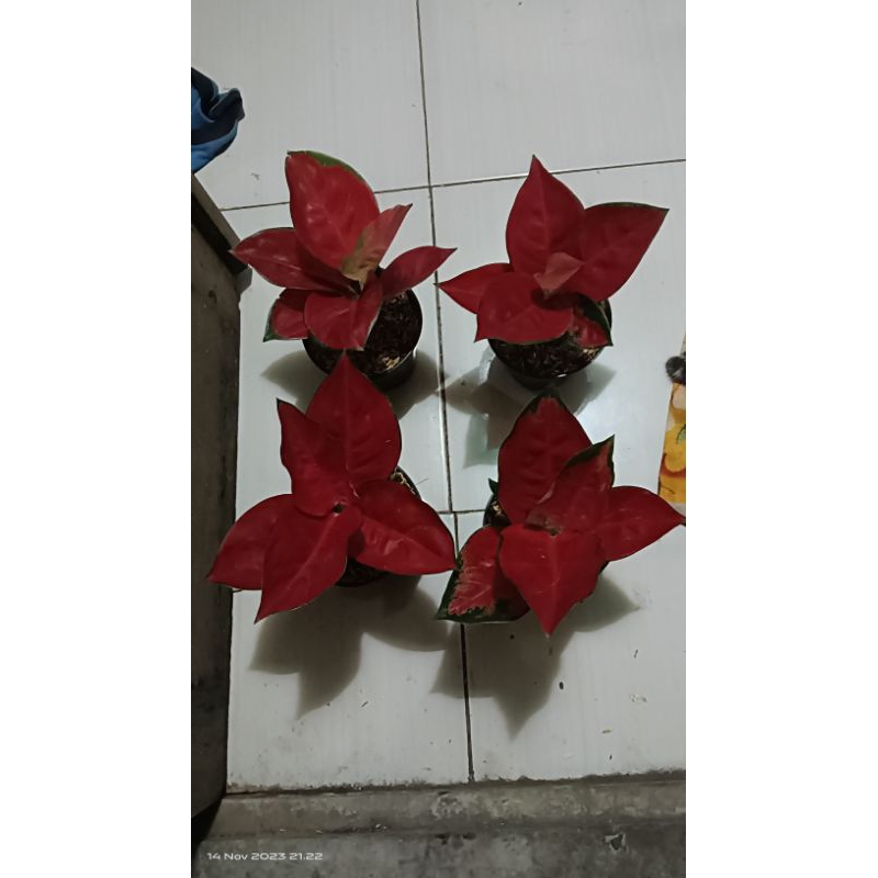 aglaonema paket