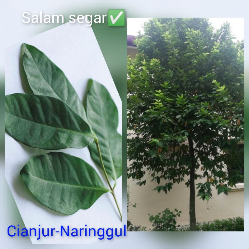 

Daun salam / bay-leaf segar petik dadakan