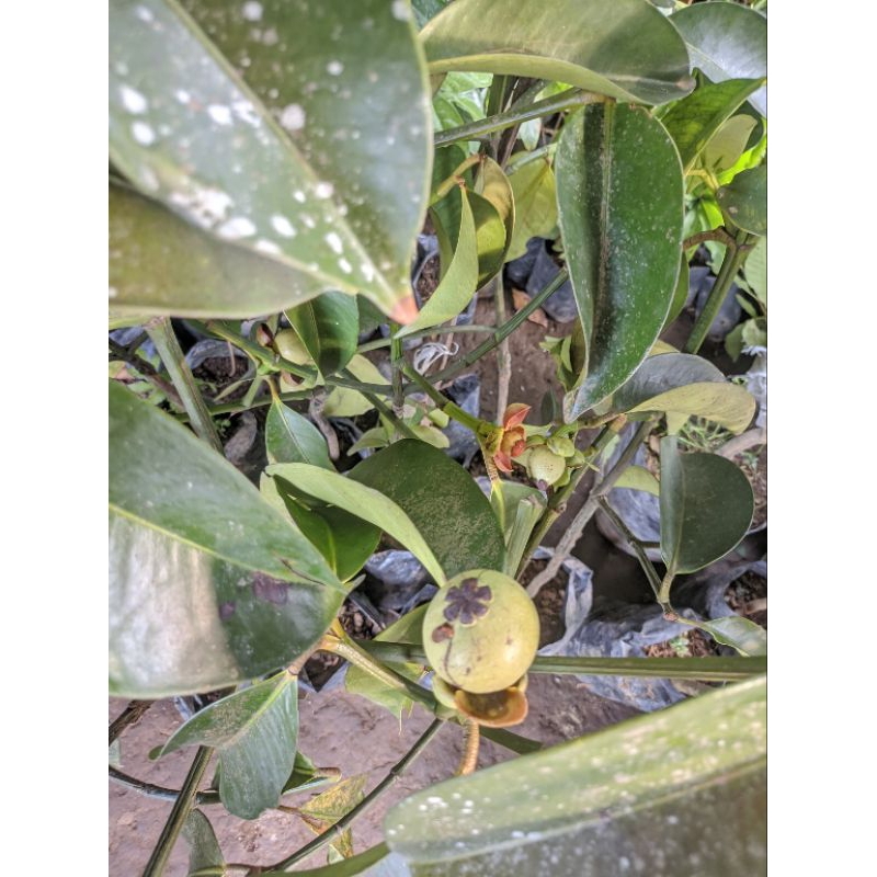 Lionmarket Bibit Buah Manggis Kondisi Sudah Berbuah&Berbunga - Hasil Okulasi