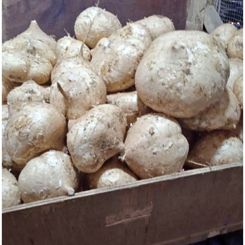 

BENGKUANG 1KG/BUAH BENGKUANG FRESH 1KG