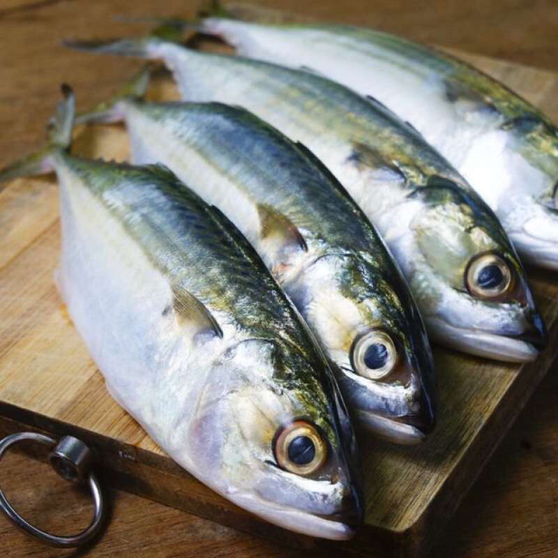 

IKAN KEMBUNG SEGAR 500 GRAM