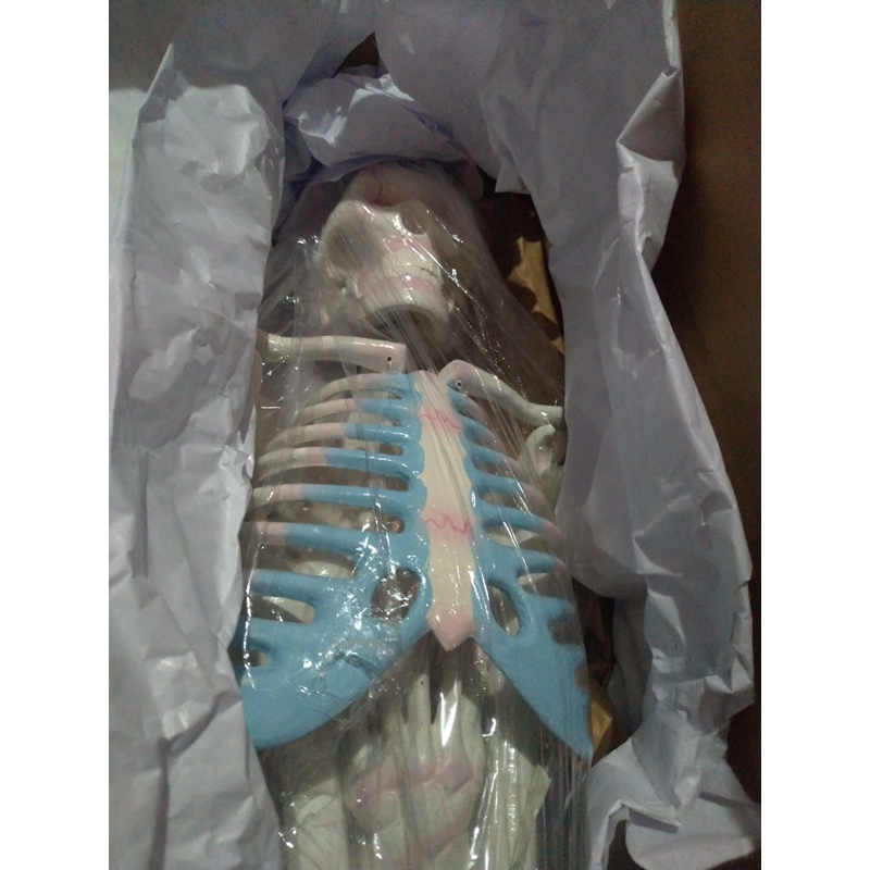 MODEL KERANGKA MINI | PERAGA PENDIDIKAN MODEL KERANGKA MANUSIA MINI