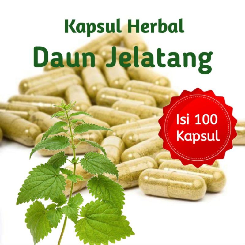 

Kpasul Daun Jelatang Isi 100 Herbal Alami
