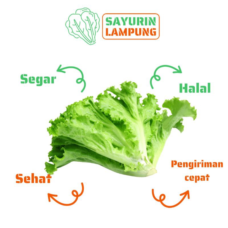 

selada segar per ikat - SAYURin LAMPUNG