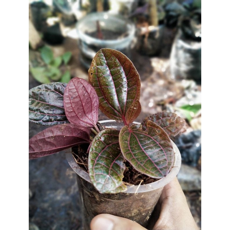 viper red Kalimantan