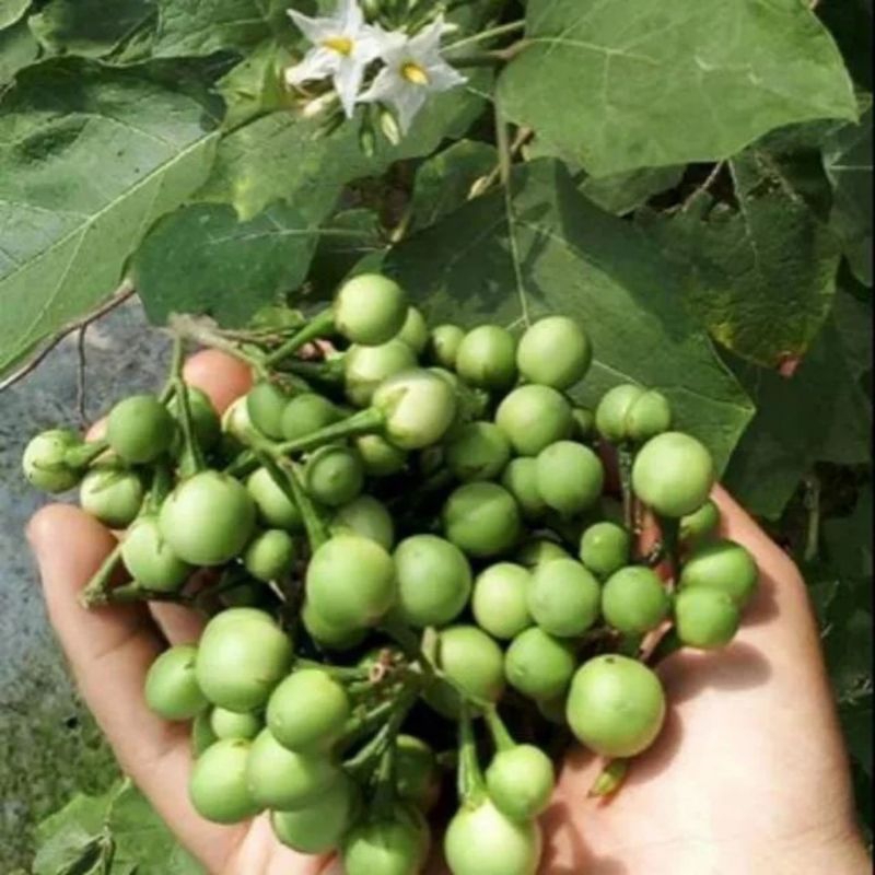 

BUAH TAKOKAK /CEPOKAN FRESH SEGAR 500 GRAM