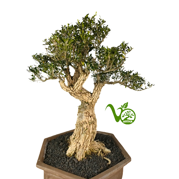 Bonsai Buxus Medium 003