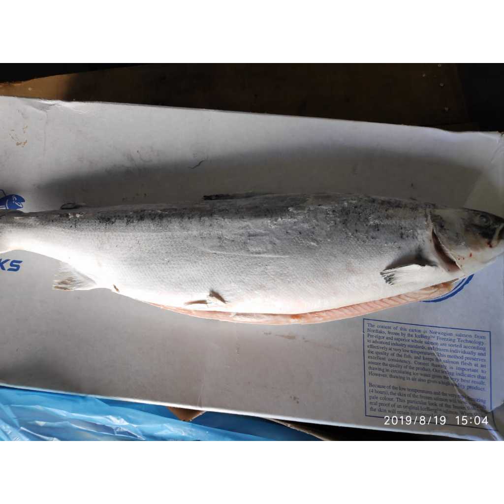 

Ikan salmon beku utuh 1 ekor