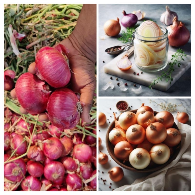 

Bombay | Bawang Bombay Merah | Bombay Iris Satuan