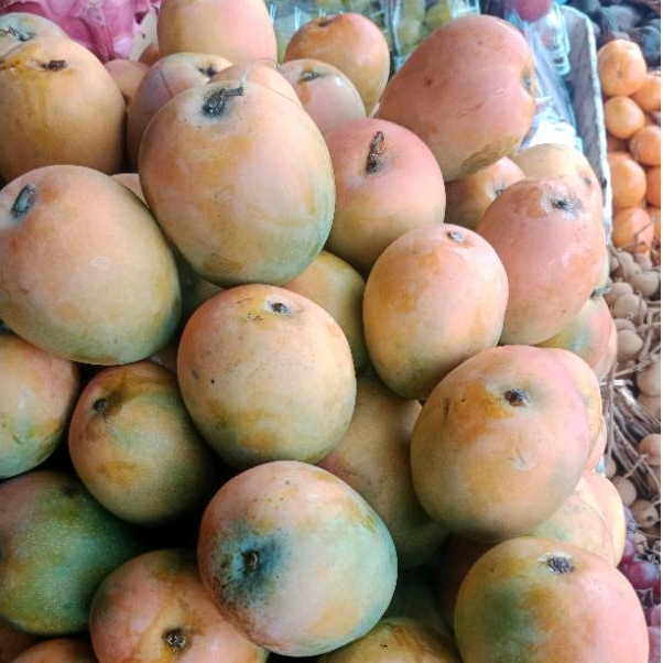

BUAH MANGGA GEDONG GINCU FRESH 1 KG