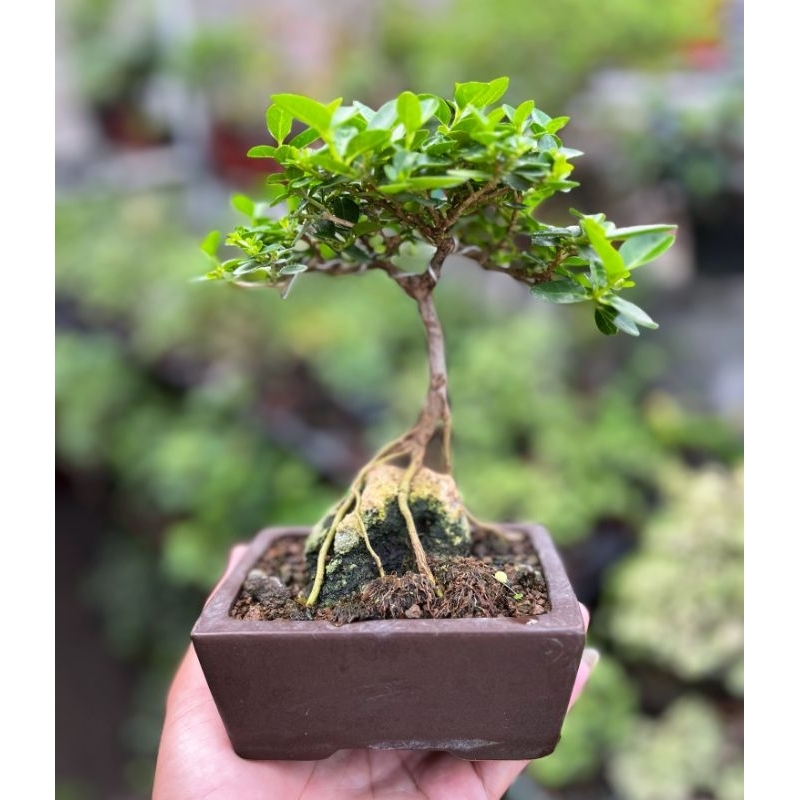 Bonsai Mame sancang siap pajang